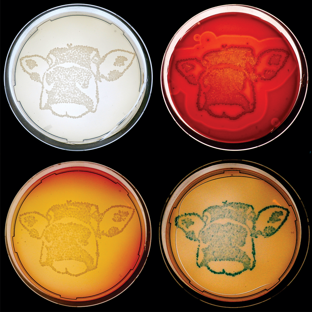 Marilyn Moo-nroe